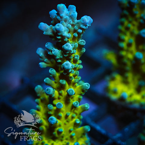 Yellow Tips