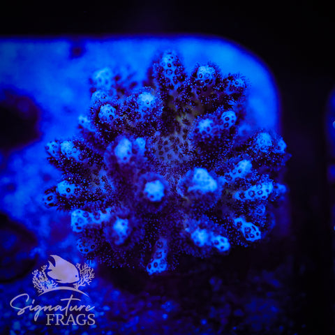 Paradise Pocillopora