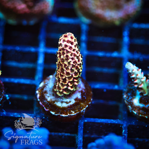 Purple Tip Rainbow Spath