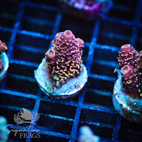 Purple Tip Rainbow Spath