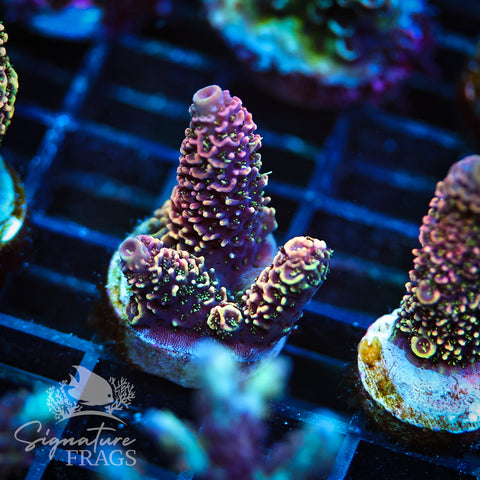 Purple Tip Rainbow Spath