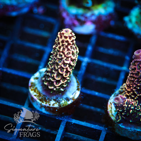 Purple Tip Rainbow Spath