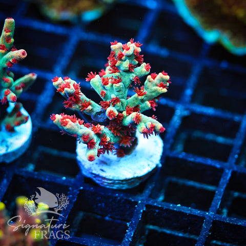 Flaming Speciosa