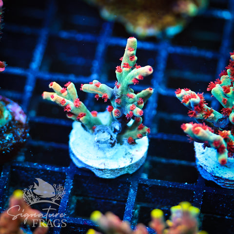 Flaming Speciosa