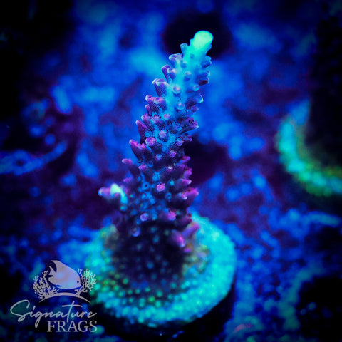 Ripley Purple Stag