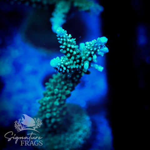 Blue Tip Stag