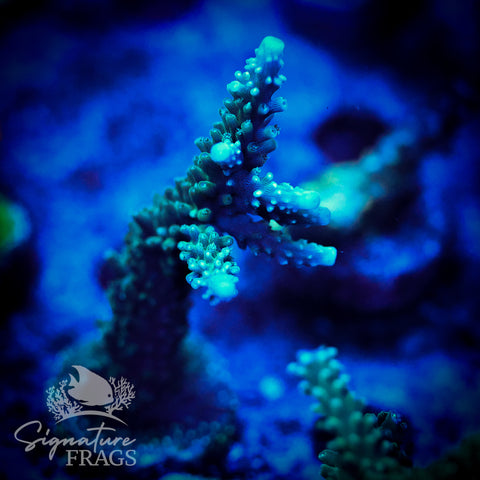 Blue Tip Stag