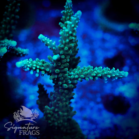 Blue Tip Stag