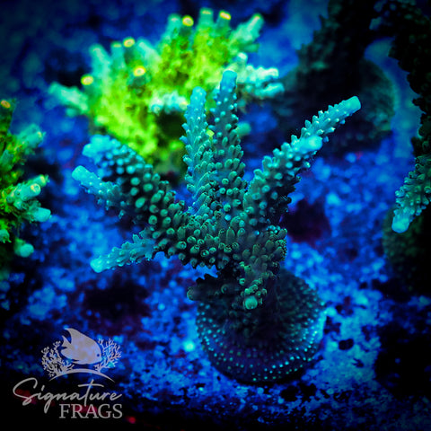 Blue Tip Stag