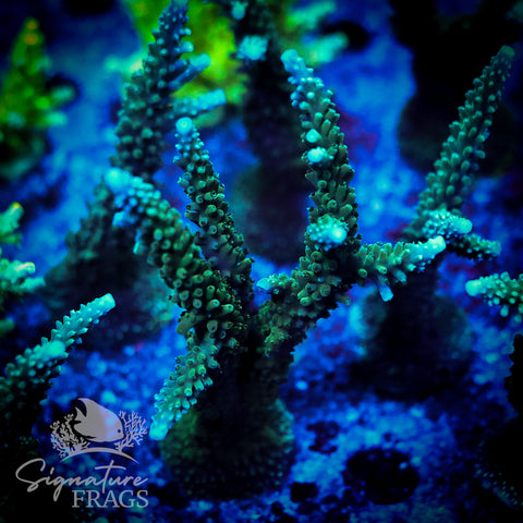 Blue Tip Stag