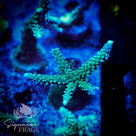 Blue Tip Stag