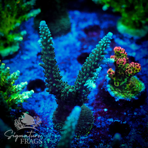 Blue Tip Stag