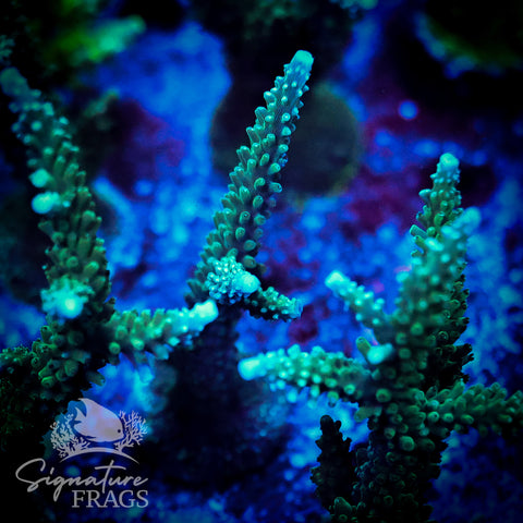 Blue Tip Stag