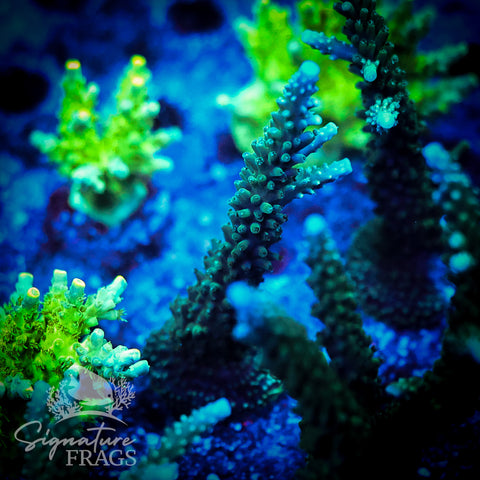 Blue Tip Stag