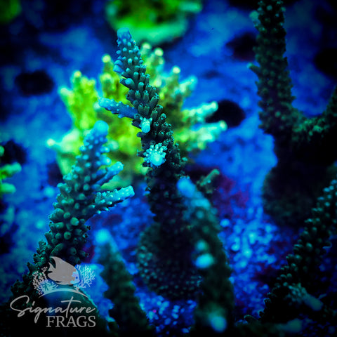 Blue Tip Stag