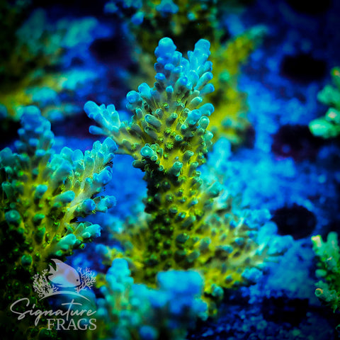 Yellow Tips