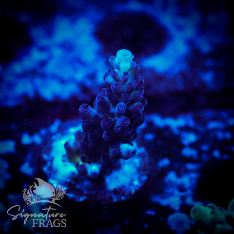 Blueberry Nasuta