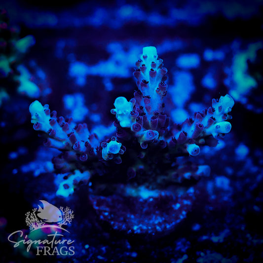 Blueberry Nasuta