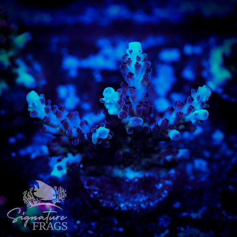 Blueberry Nasuta