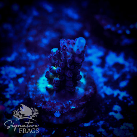 Blueberry Nasuta