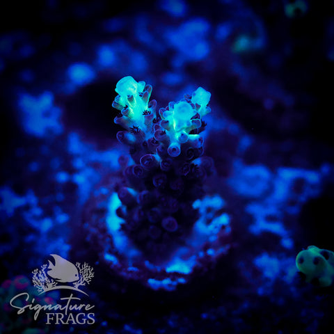 Blueberry Nasuta