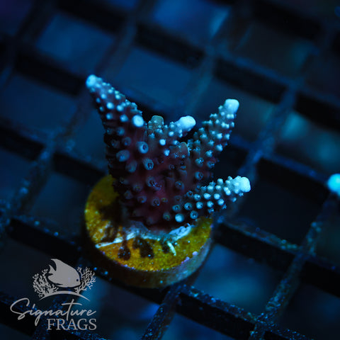 Blue Staghorn