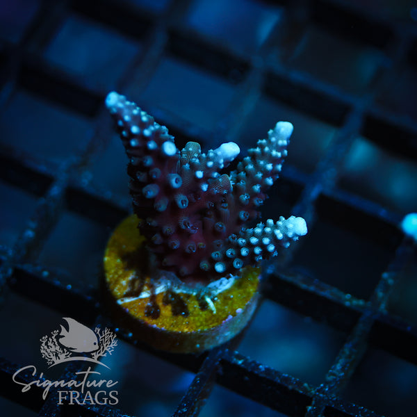 Blue Staghorn