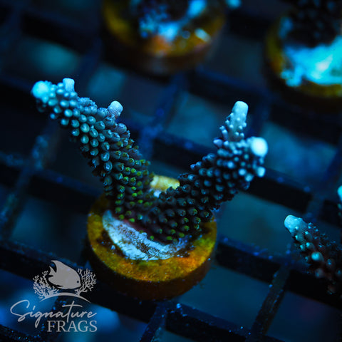 Blue Staghorn