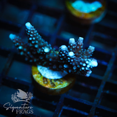Blue Staghorn
