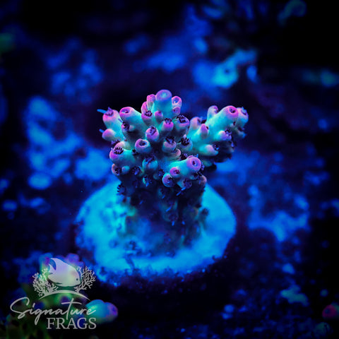 Psychoberry