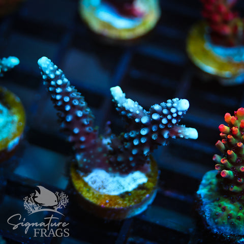 Blue Staghorn