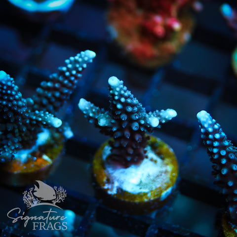Blue Staghorn