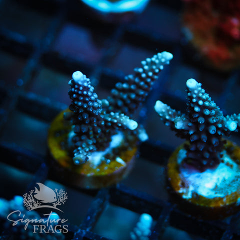 Blue Staghorn