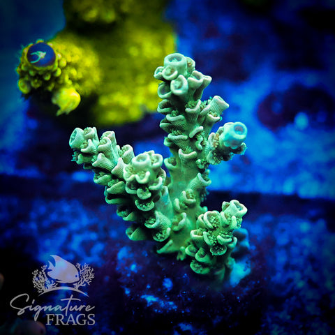 Teal Rainbow