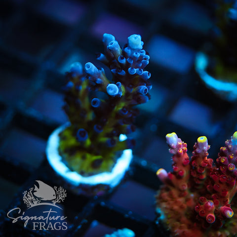Purple & Blue Austera