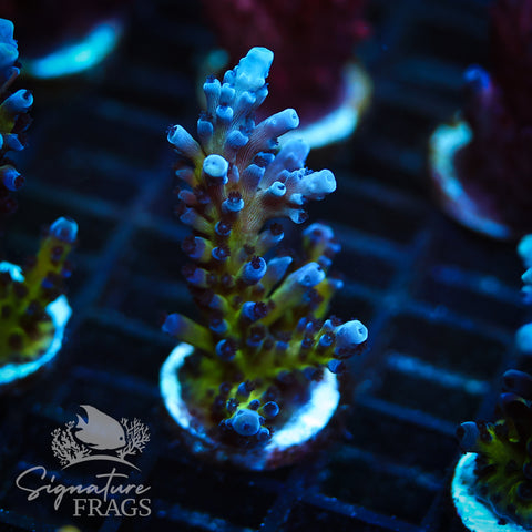 Purple & Blue Austera