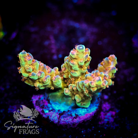 Sherbet Fountain