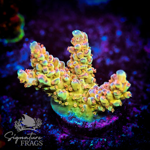 Sherbet Fountain