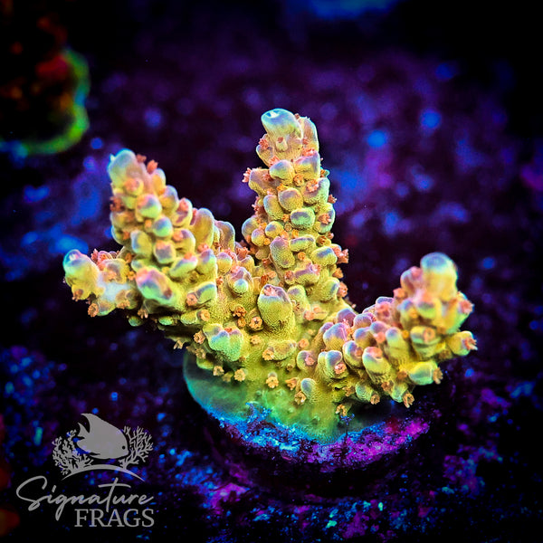 Sherbet Fountain