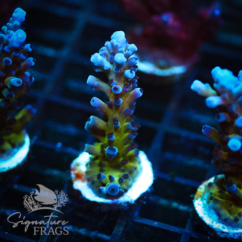 Purple & Blue Austera