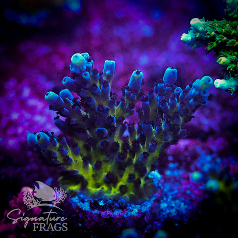 Purple & Blue Austera