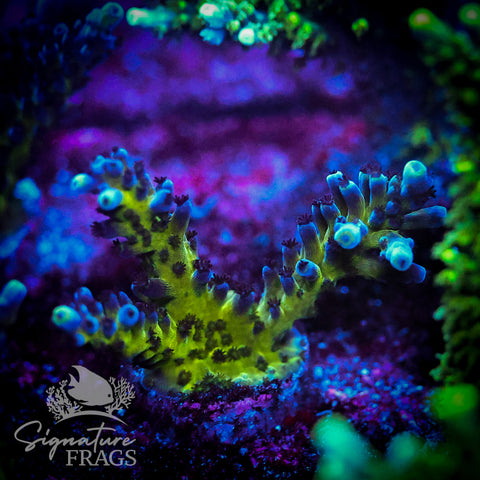 Purple & Blue Austera