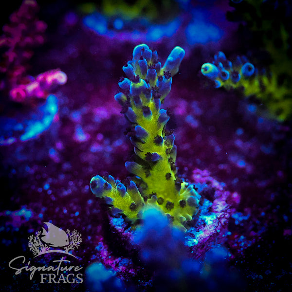 Purple & Blue Austera