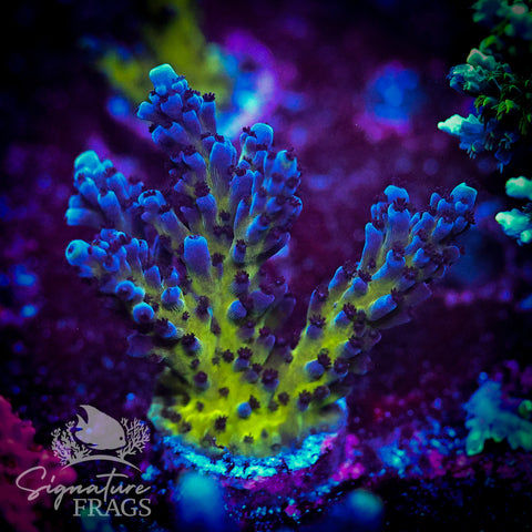 Purple & Blue Austera