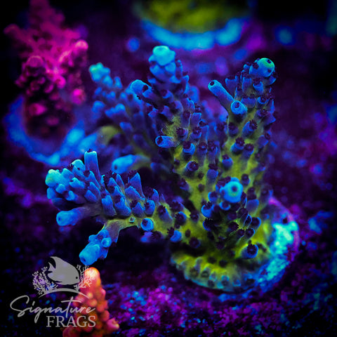 Purple & Blue Austera