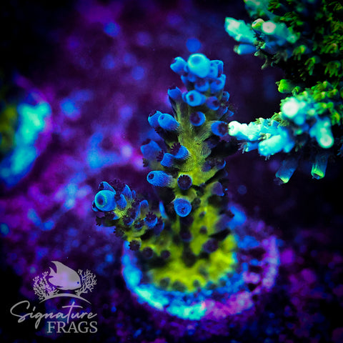 Purple & Blue Austera