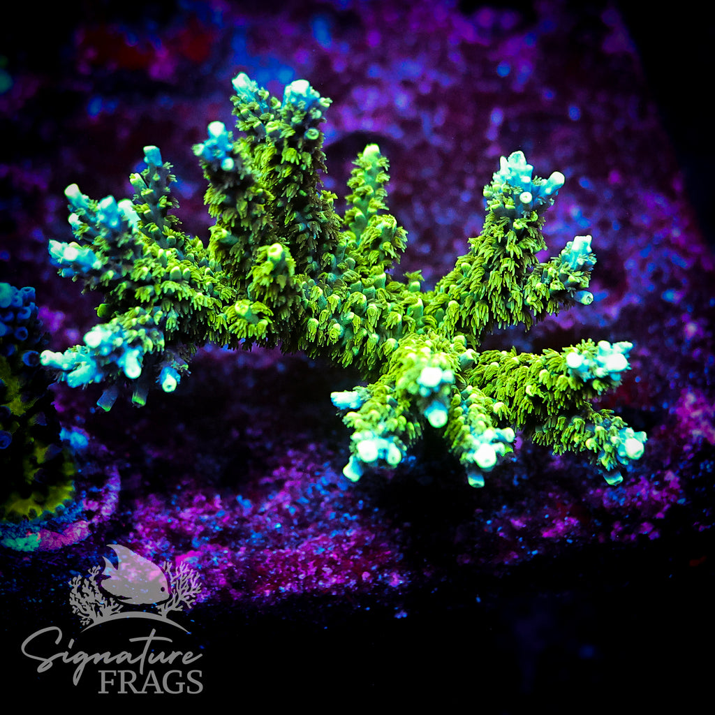Neon Corallite Navy Horrida