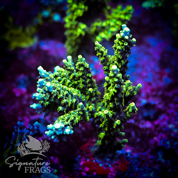 Neon Corallite Navy Horrida
