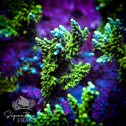 Neon Corallite Navy Horrida