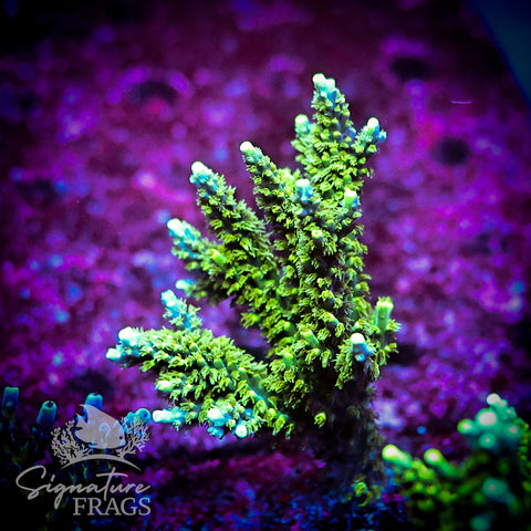 Neon Corallite Navy Horrida